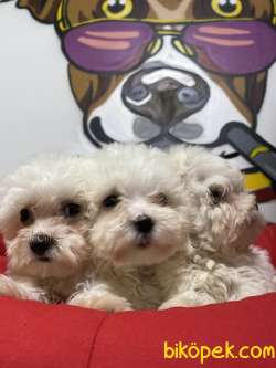 Orjinal  Maltese Terrier Yavrular 2