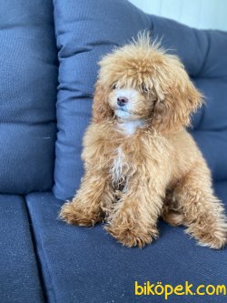 TEACUP SİZE DİŞİ 7 AYLIK POODLE 2