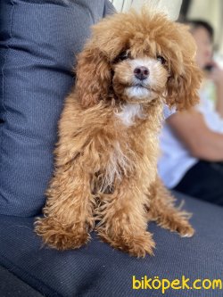 TEACUP SİZE DİŞİ 7 AYLIK POODLE 1