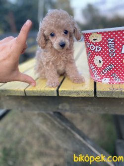 TEACUP SIZE POODLE BEBEĞİMİZ 3