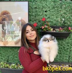 TEACUP TEDDY BEAR MÜKEMMEL TÜYLERİYLE  PAMUK OĞLUMUZ 1