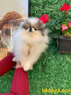 TEACUP TEDDY BEAR MÜKEMMEL TÜYLERİYLE  PAMUK OĞLUMUZ 4