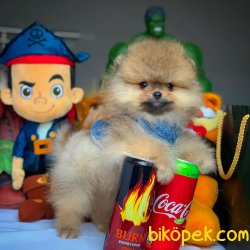 Teacup Teddy Bear Pomeranian Boo Yavrularımız 1