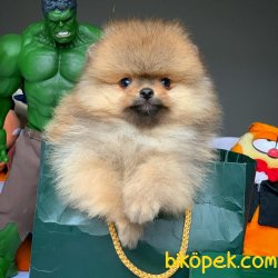 Teacup Teddy Bear Pomeranian Boo Yavrularımız 5
