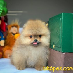 Teacup Teddy Bear Pomeranian Boo Yavrularımız 2
