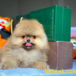 Teacup Teddy Bear Pomeranian Boo Yavrularımız 4