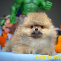 Teacup Teddy Bear Pomeranian Boo Yavrularımız 3