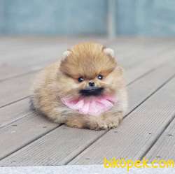 Teacup Teddy Bear Pomeranian Yavrularımız 3
