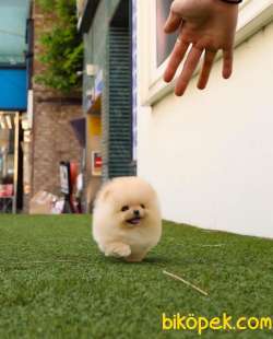 Teacup Teddy Bear Pomeranian Yavrularımız 4