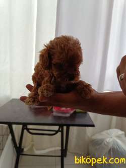 Teacup Toy Poodle Bebeklerim Yeni Yuvalarına Gitmeye Hazırlar. 2