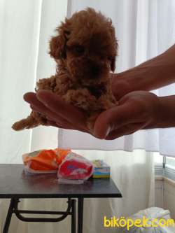 Teacup Toy Poodle Bebeklerim Yeni Yuvalarına Gitmeye Hazırlar. 1