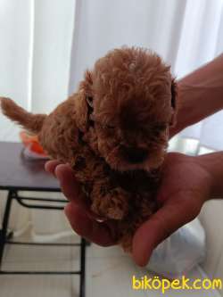 Teacup Toy Poodle Bebeklerim Yeni Yuvalarına Gitmeye Hazırlar. 4