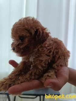 Teacup Toy Poodle Bebeklerim Yeni Yuvalarına Gitmeye Hazırlar. 3