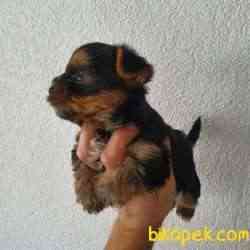 Teacup Yorkii 3