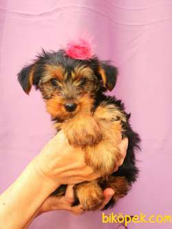 Teacup YORKSHİRE Dişi Yavrum 1