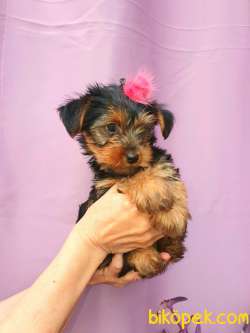 Teacup YORKSHİRE Dişi Yavrum 2