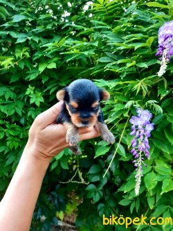 TEACUP YORKSHİRE ERKEK YAVRULARİMİZ 3