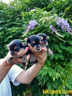 TEACUP YORKSHİRE ERKEK YAVRULARİMİZ 4