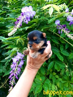 TEACUP YORKSHİRE ERKEK YAVRULARİMİZ 2