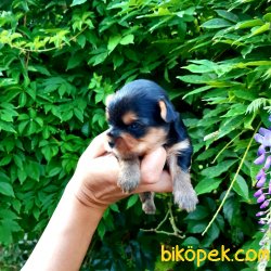TEACUP YORKSHİRE ERKEK YAVRULARİMİZ 1