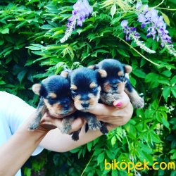TEACUP YORKSHİRE ERKEK YAVRULARİMİZ 5