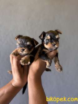 TEACUP YORKSHİRE TERRİER BEBEKLER