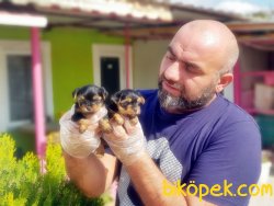 TEACUP YORKSHİRE TERRİER YAVRU 5