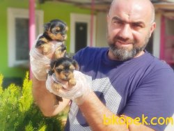TEACUP YORKSHİRE TERRİER YAVRU 4
