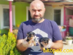TEACUP YORKSHİRE TERRİER YAVRU 5