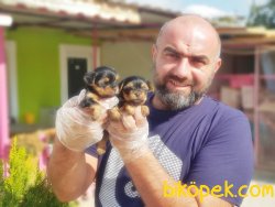 TEACUP YORKSHİRE TERRİER YAVRU 2