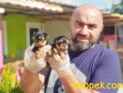 TEACUP YORKSHİRE TERRİER YAVRU 4