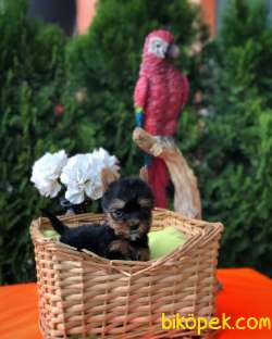 TEACUP YORKSHİRE TERRİER YAVRU MAĞAZAMIZDA 1