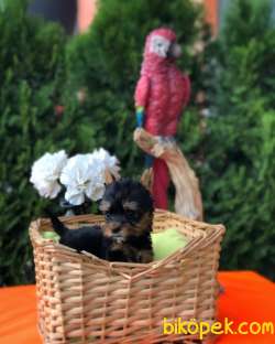 TEACUP YORKSHİRE TERRİER YAVRU MAĞAZAMIZDA 2