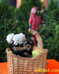 TEACUP YORKSHİRE TERRİER YAVRU MAĞAZAMIZDA 3