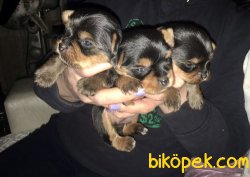 TEACUP YORKSHİRE TERRİER YAVRULAR 1