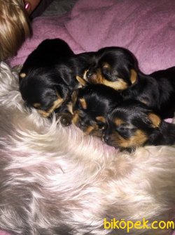 TEACUP YORKSHİRE TERRİER YAVRULAR 3