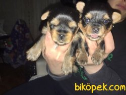 TEACUP YORKSHİRE TERRİER YAVRULAR 2