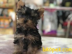 Teacup Yorkshire Terrier Yavruları 1