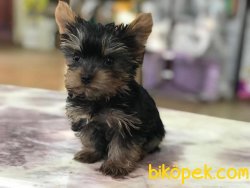 Teacup Yorkshire Terrier Yavruları 3