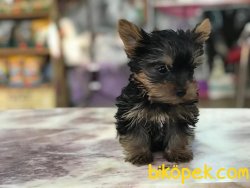 Teacup Yorkshire Terrier Yavruları 2