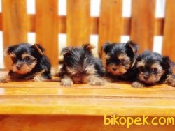 TEACUP YORKSHİRE TERRİER YAVRULARIMIZ 2