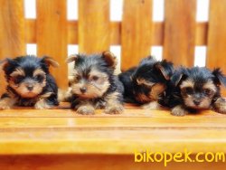 TEACUP YORKSHİRE TERRİER YAVRULARIMIZ 3
