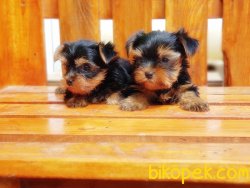 TEACUP YORKSHİRE TERRİER YAVRULARIMIZ 1