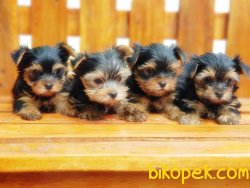 TEACUP YORKSHİRE TERRİER YAVRULARIMIZ 5