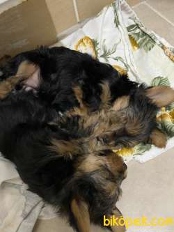 Teacup Yorkshire Terrier Yavrularımıza Aile Arıyoruzz 5