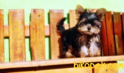 TEACUP YORKSHİRE TERRİER YAVRUMUZ 2