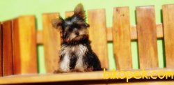 TEACUP YORKSHİRE TERRİER YAVRUMUZ 4