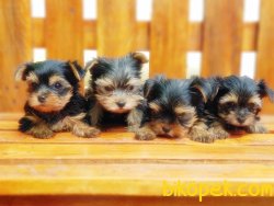 TEACUP YORKSHİRE TERRİER YAVRUSU 3