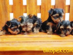 TEACUP YORKSHİRE TERRİER YAVRUSU 4