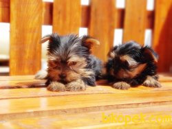 TEACUP YORKSHİRE TERRİER YAVRUSU 2